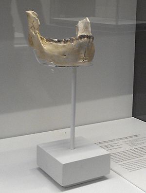 Peninj mandible replica.jpg