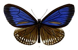 Euploea algea