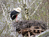 English: Pentowo - European stork village Polski: Pentowo - Europejska Wioska Bociania zlokalizowana na terenie posiadłości rodziny Toczyłowskich herbu Samson