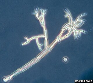 <i>Peronospora sparsa</i> Species of single-celled organism