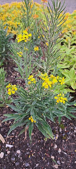 Perovski harakalatv Erysimum perofskianum