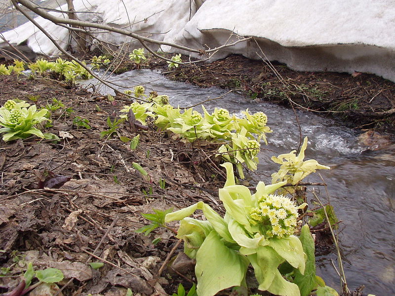 File:Petasites japonicus Fuki Giant Butterbur04.JPG