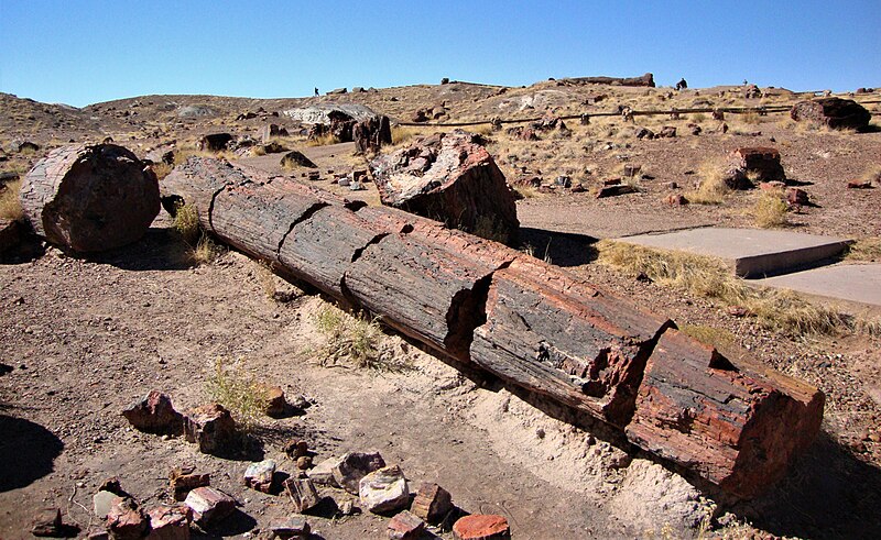 File:Petrified Forest SW01.jpg