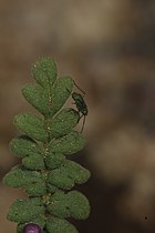 Phacelia fremontii