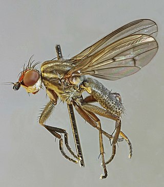 <i>Pherbellia cinerella</i> Species of fly