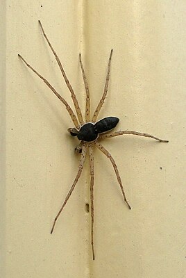 Philodromus dispar (male)