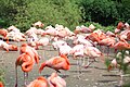 Chilean flamingo
