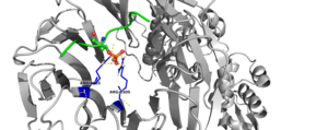 Ubiquitin Ligase