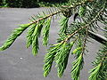 Picea breweriana young leaf