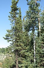 Tree, with Populus tremuloides, east of Dawson City, Yukon, Canada