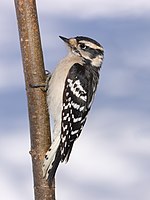 Downy Woodpecker, female Pic mineur, femelle