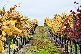 Santa Maria Valley vineyards