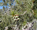 Foliage and cone