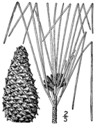 Pinus taeda drawing.png