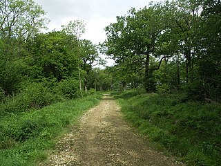<span class="mw-page-title-main">Pipewell Woods</span>