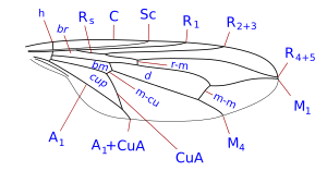 Pipunculinae wing veins.svg