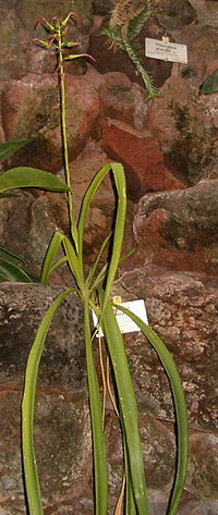 Pitcairnia flammea flamea BotGardBln271207B.jpg