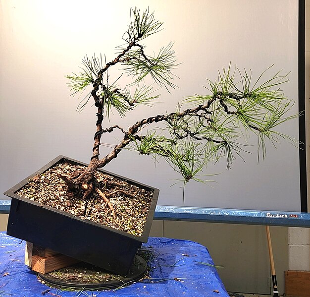 File:Pitch Pine as Bonsai.jpg