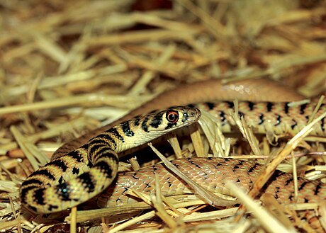 Hardwicke's rat snake