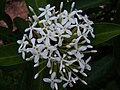 White-flowered Ixora found in Malaysia.