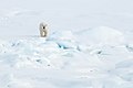 Polar Bear (4370261037).jpg