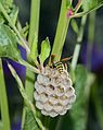 * Nomination Paper wasp queen and her nest -- Alvesgaspar 23:08, 28 May 2013 (UTC) * Promotion QI for me--Lmbuga 07:07, 29 May 2013 (UTC)