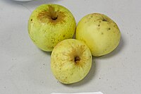 Pomme de moi - OPL Peillac.jpg