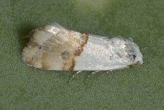 <i>Ponometia elegantula</i> Species of moth