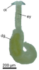 a green sea slug