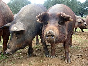 Iberian pigs live mostly in semi-wild conditions. The flesh of these pigs is essential in most Extremaduran dishes. Porc iberique Cerdo iberico.JPG