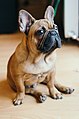 Portrait of an English Bulldog. - Flickr - shixart1985.jpg
