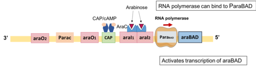 Positive regulation of L-arabinose operon via dimeric AraC and CAP/cAMP Positive regulation of L-arabinose operon via AraC and CAP.png