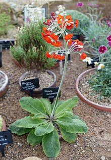 Primula cockburniana - RHS Garten Harlow Carr - North Yorkshire, England - DSC01507.jpg