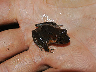 <i>Pristimantis tayrona</i> Species of frog