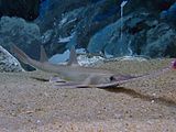 Японски пилонос (Пилоносообразни акули)