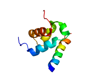 PEX14 Protein-coding gene in the species Homo sapiens