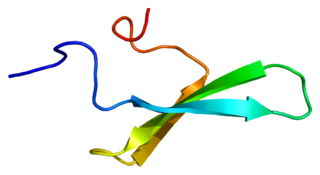 <span class="mw-page-title-main">Transcription elongation regulator 1</span> Protein-coding gene in the species Homo sapiens