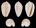 * Nomination Shell of a margin snail, Prunum roscidum --Llez 05:53, 12 September 2022 (UTC) * Promotion  Support Good quality -- Johann Jaritz 06:10, 12 September 2022 (UTC)