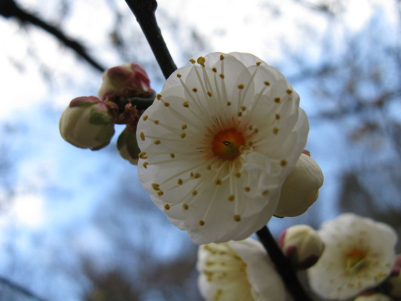 File:Prunus mume Yabai1.jpg