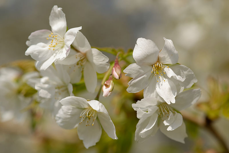 File:Prunus sp Jardin des Plantes 2013-04-21.jpg