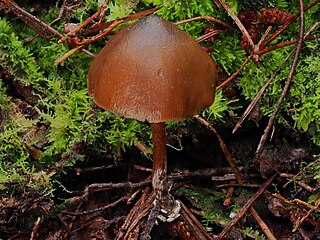 <i>Psilocybe aucklandiae</i> Species of fungus in the family Hymenogastraceae