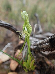 Pterostylis turfosa.jpg