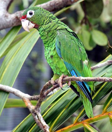 Puerto Rican amazon