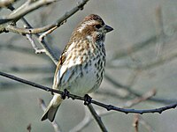 Finch, Purple ♀ Carpodacus purpureus