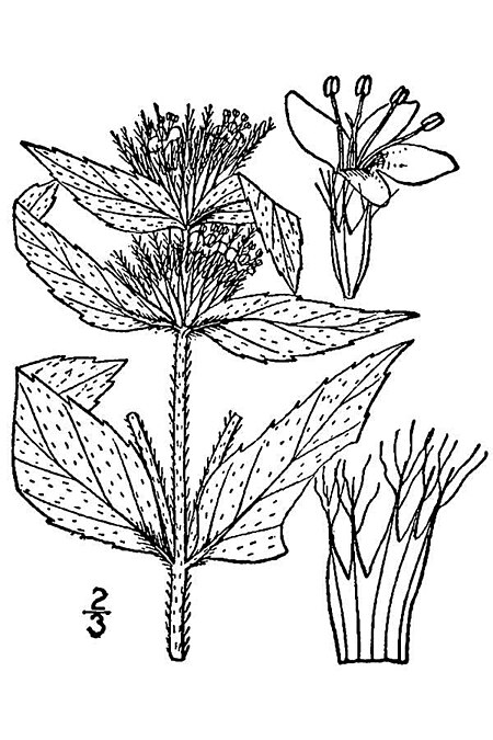 Pycnanthemum pycnanthemoides