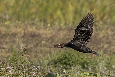 Pygmy cormorant Microcarbo pygmaeus