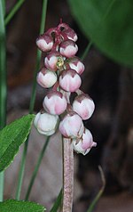 Pyrola minor 180606.jpg