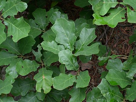 Quercus_ilicifolia