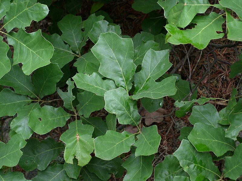 File:Quercusilicifolia.jpg