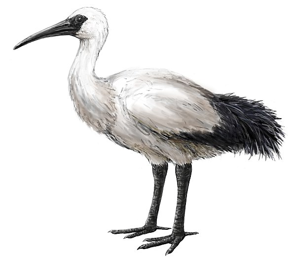 Réunion ibis